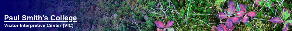 Paul Smith's College Visitor Interpretive Center: Bunchberry Foliage (25 September 2011)